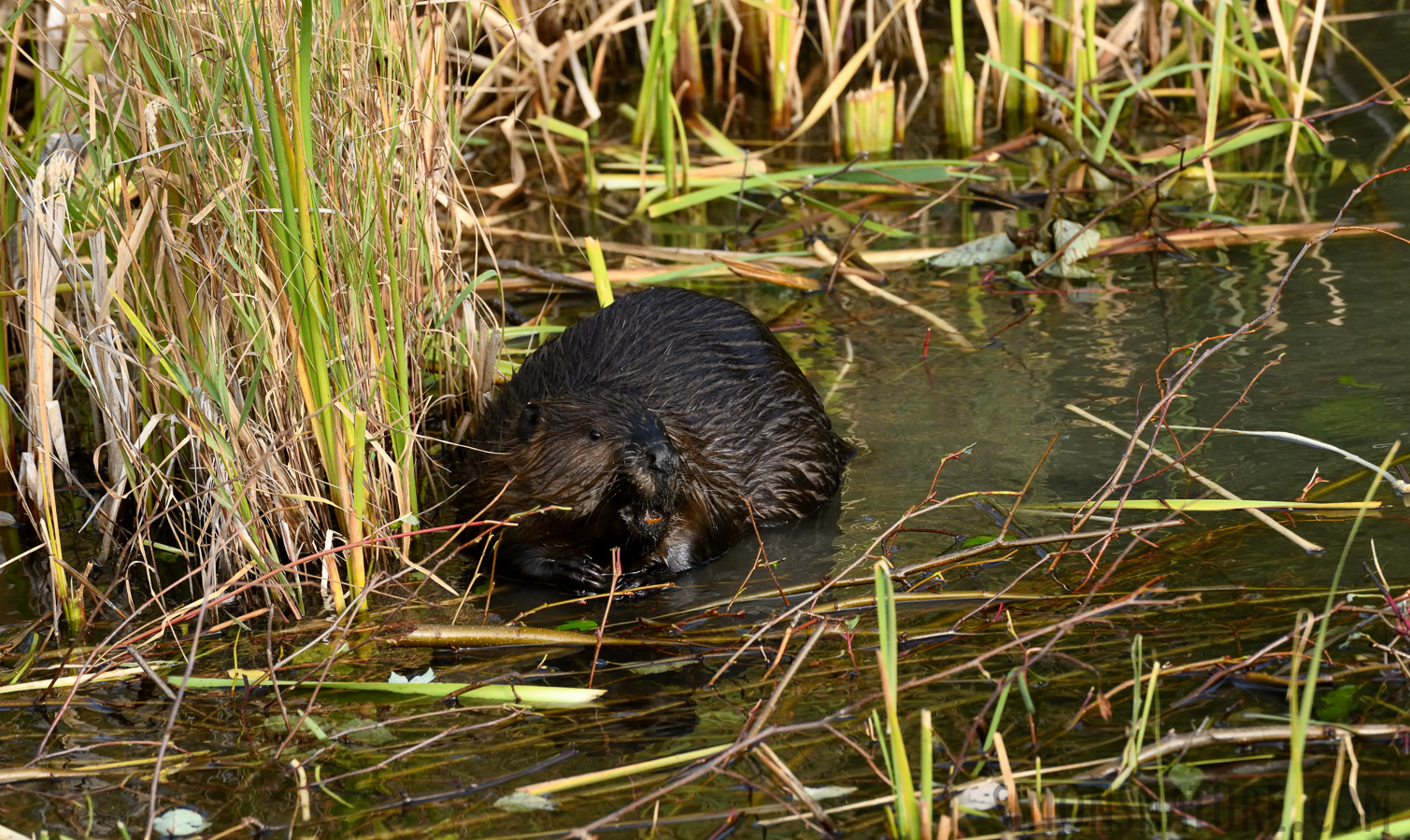 Castor canadensis [400 mm, 1/800 Sek. bei f / 8.0, ISO 1600]